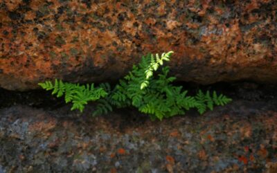 ¿Qué significa ser resiliente?